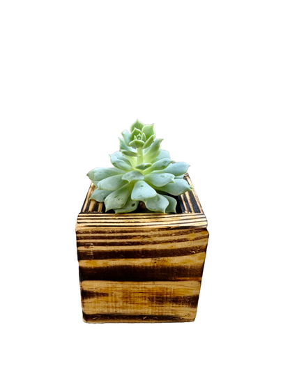 2 Pack Small Wooden Planter Box For Succulents & Small Plants perfect for gifts, Farmhouse Rustic Home Decor